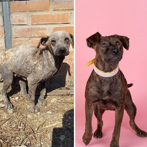 See-30-before-and-after-dogs-rescued-from-the-streets-by-a-Chilean-man-5e32839adcee6__700.jpg