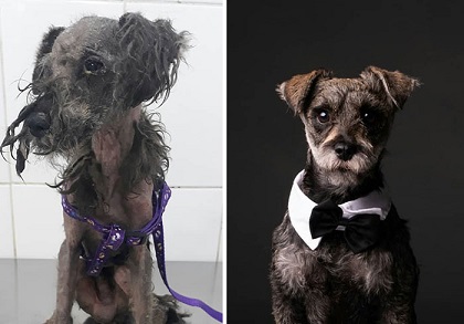 See-30-before-and-after-dogs-rescued-from-the-streets-by-a-Chilean-man-5e3283ac1c97e__700.jpg