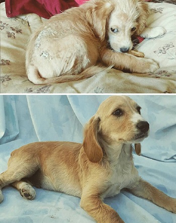 See-30-before-and-after-dogs-rescued-from-the-streets-by-a-Chilean-man-5e3283b82f3e7__700.jpg