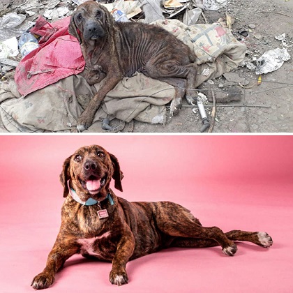 See-30-before-and-after-dogs-rescued-from-the-streets-by-a-Chilean-man-5e3283c0676c9__700.jpg