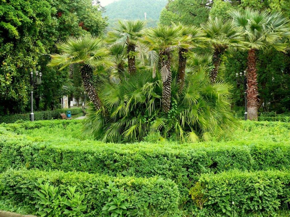 gagra5.jpg