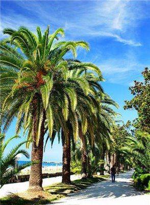 gagra6.jpg