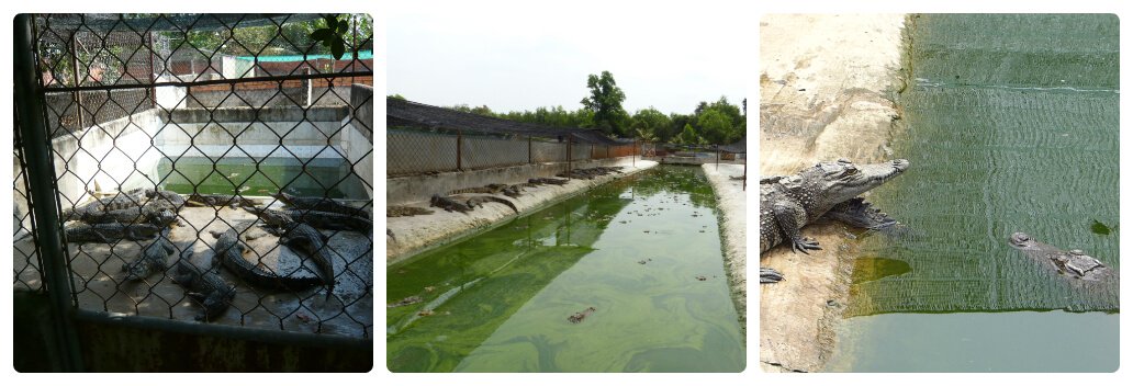 2016-03-15-Lam-Nghiep-Krokodilfarm-Saigon-Vietnam-P1060971_c-PETA-D-746571.jpg