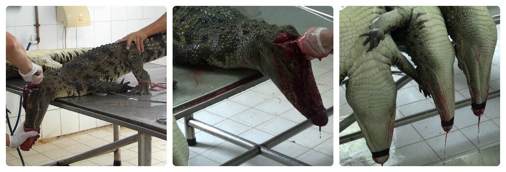 vietnam_crocodile_skin_trade_investigation_screenshot_128.jpg